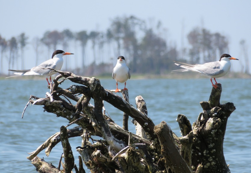 Terns perched on toppled stump