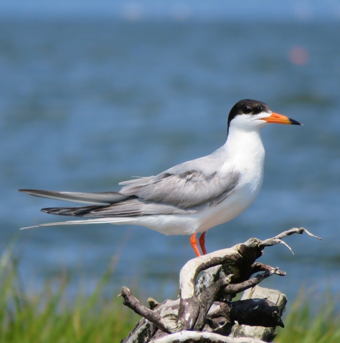 Side view of single tern