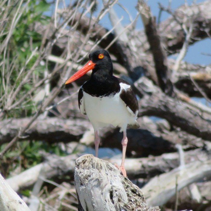 American Oystercatcher standing on log