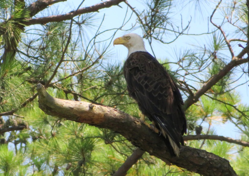 Bald eagle in pine tree