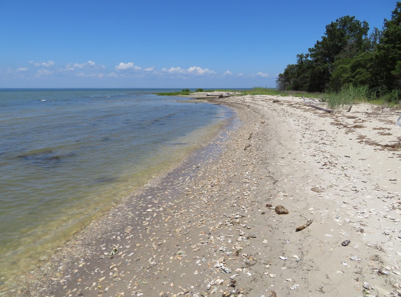 Beach with oyster shells