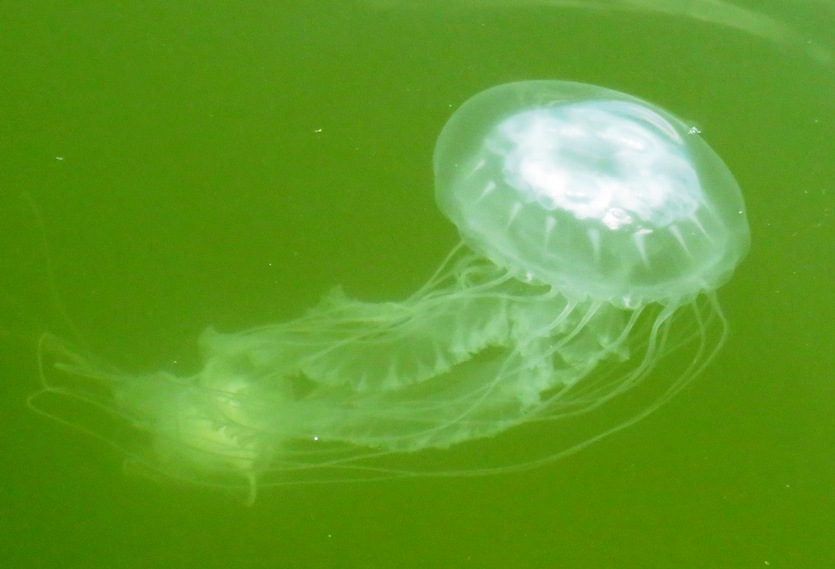 Showing tentacles and oral arms