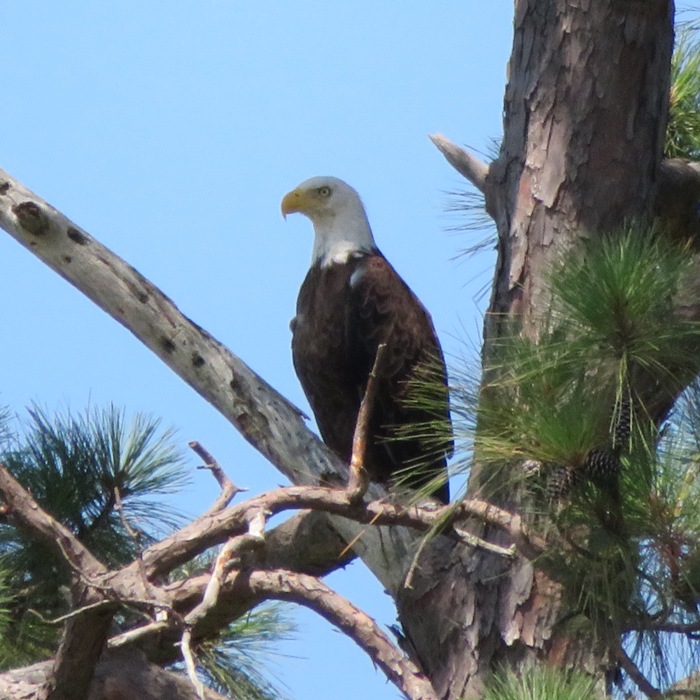Bald eagle in tree