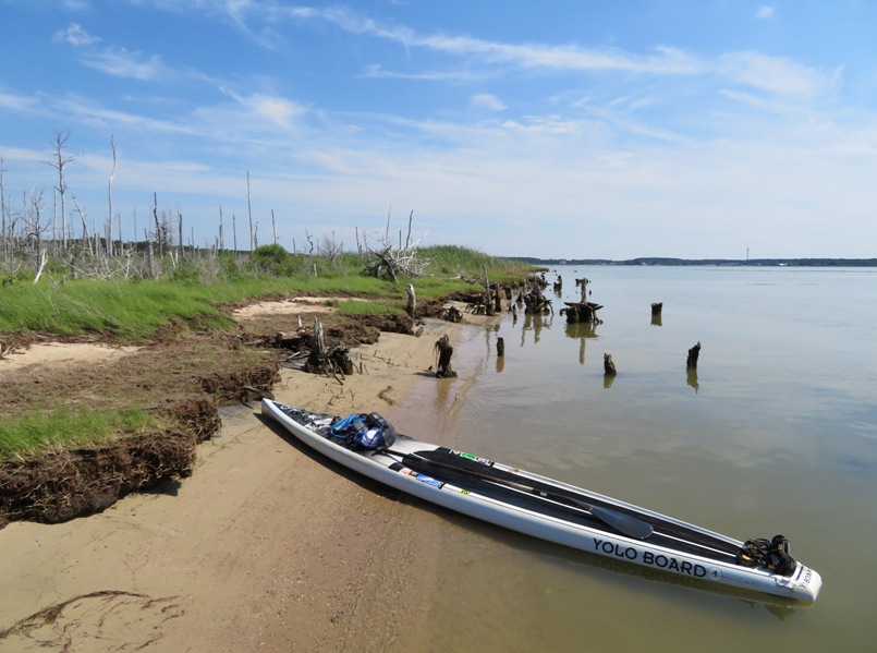 SUP on shore with dead trees