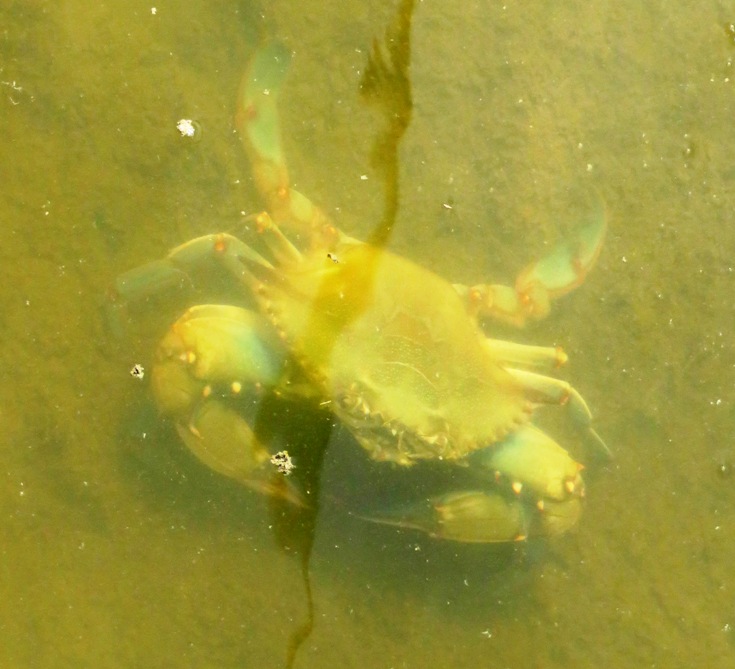 Crab underwater