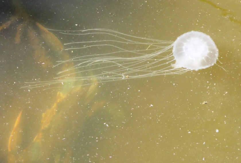 Jellyfish passing by crab