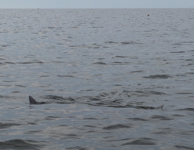 Wingtips of a ray breaking the surface of the water