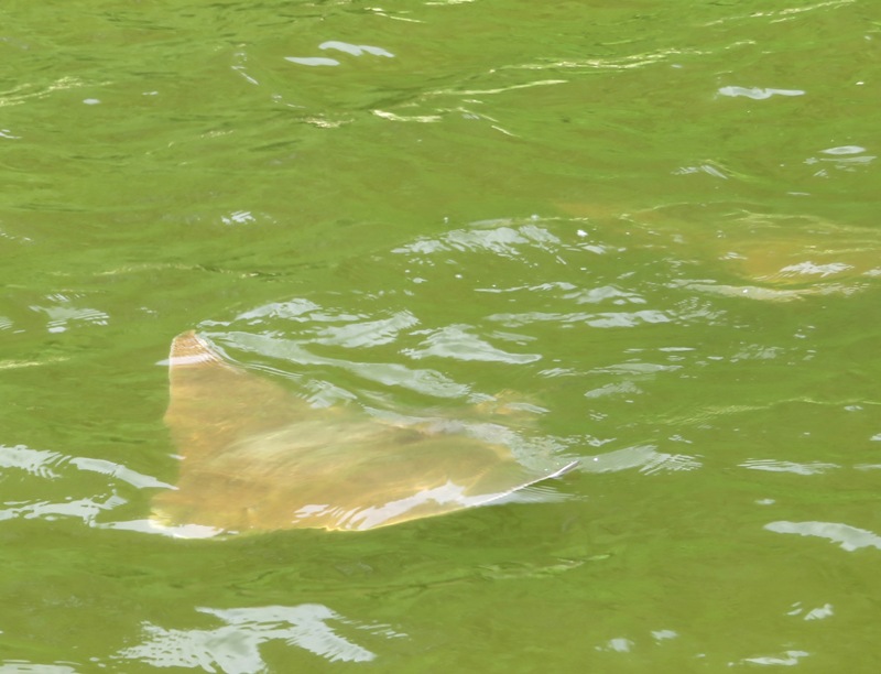 Cownose ray swimming