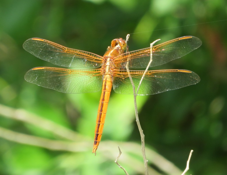 Red dragonfly on twig