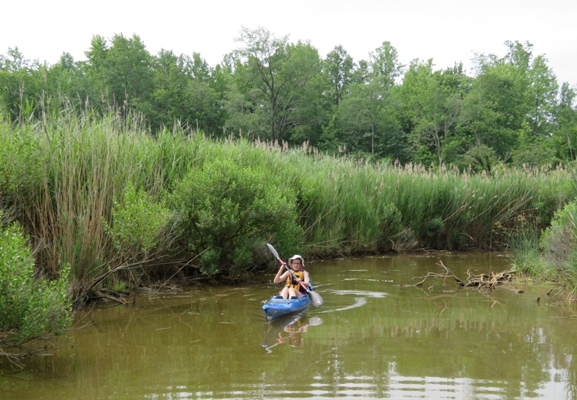 Norma paddling along tall grasses