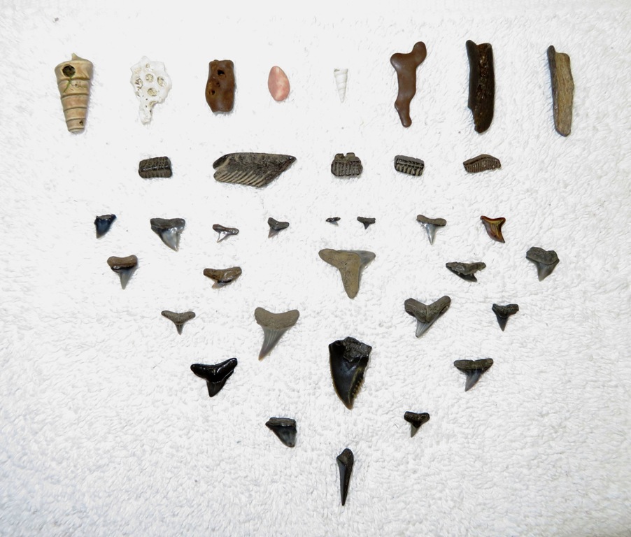 Fossils we found