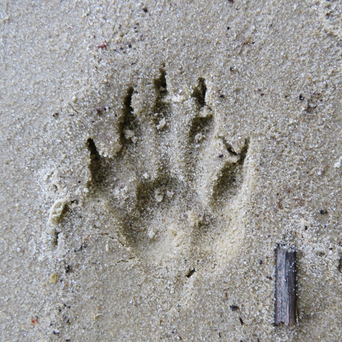 Likely raccoon footprint in sand