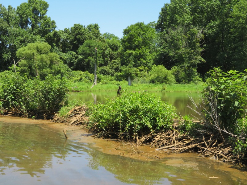 Beaver dam