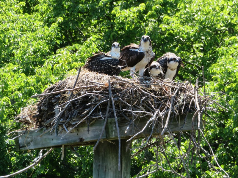 Four osprey in nest