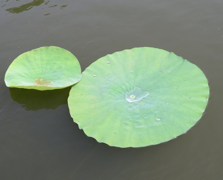 Lotus leaves