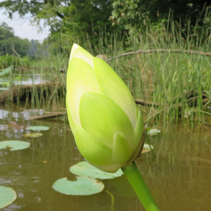 Lotus flower not open