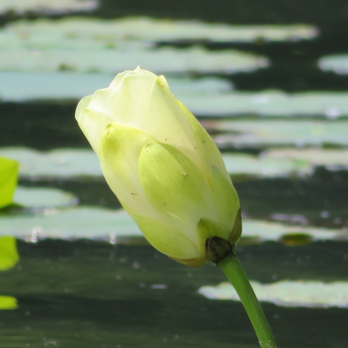 Lotus flower partially open