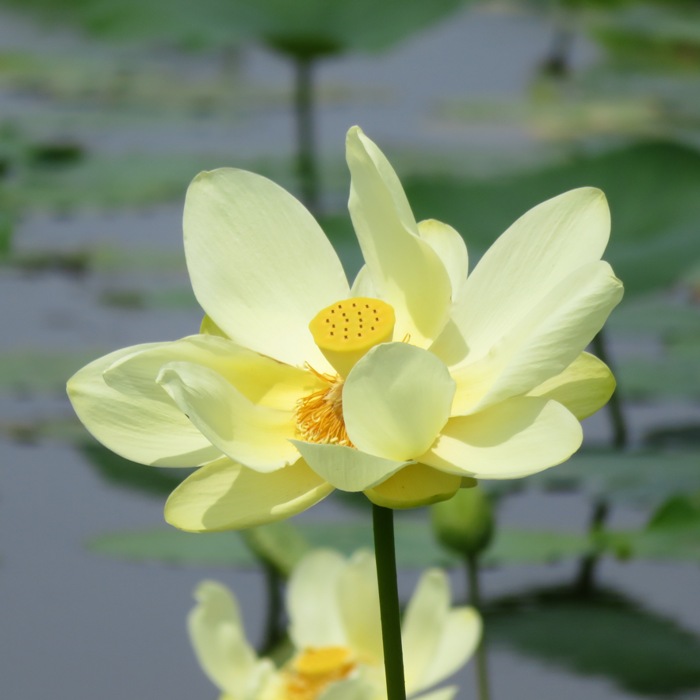 Lotus flower fully open