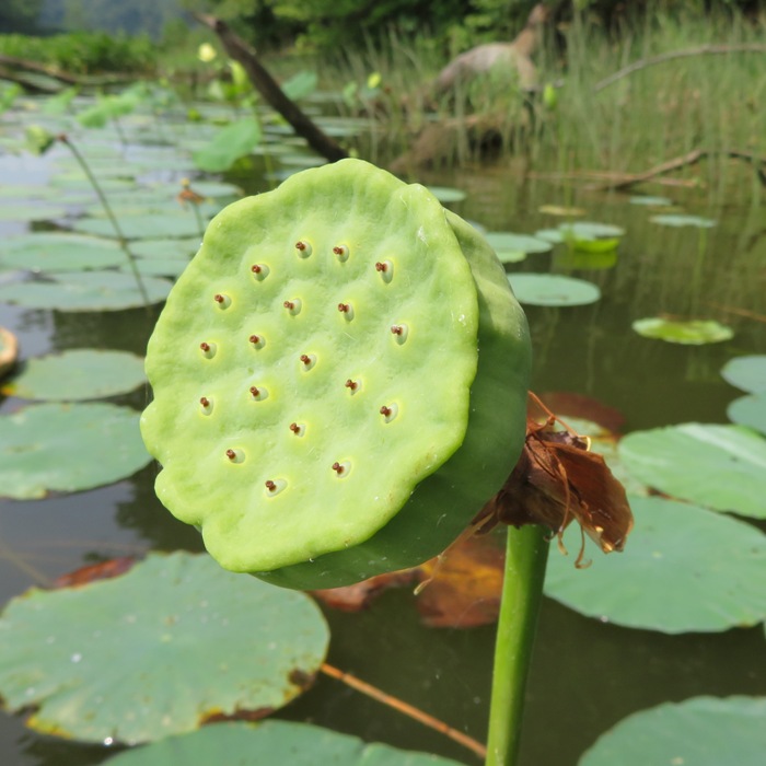 Green lotus seed pod