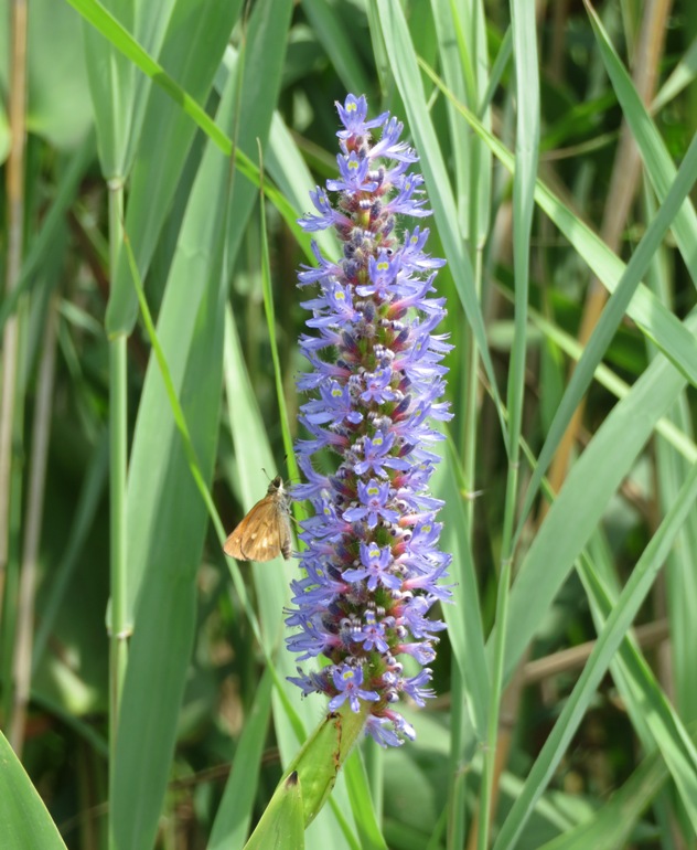 Moth on pickerelweed flower