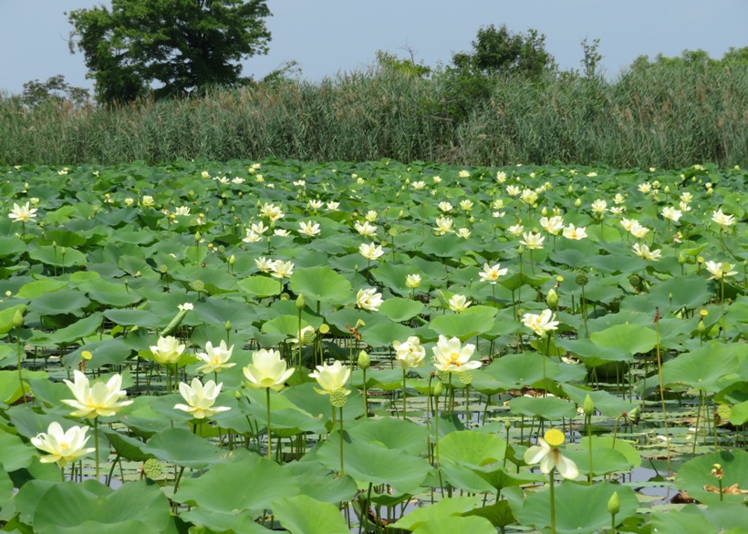 Looking north at lotus flowers in various stages of development