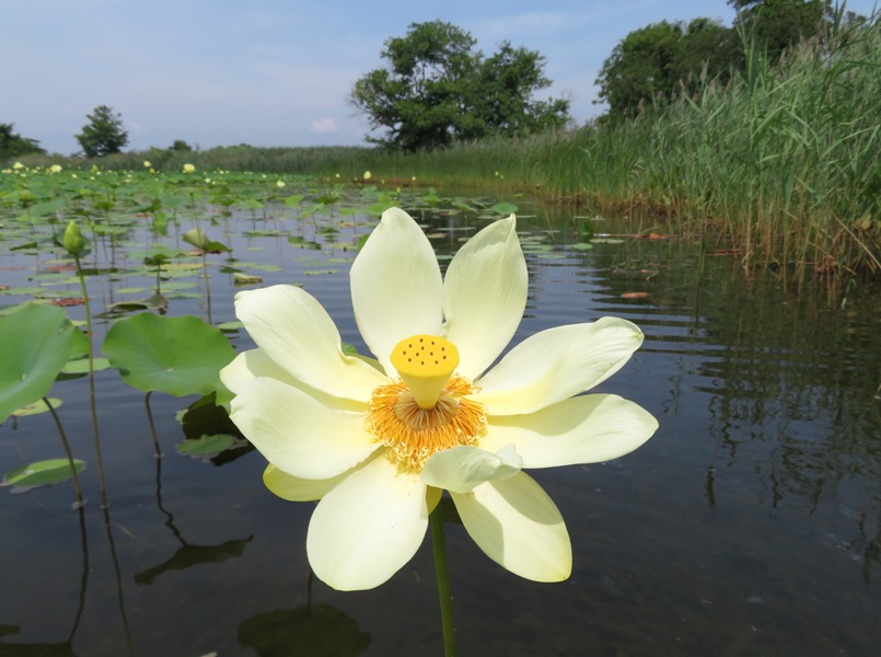 Lotus flower reaching upward