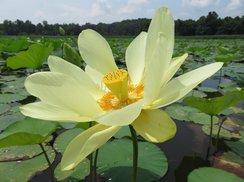 Close-up of single lotus flower