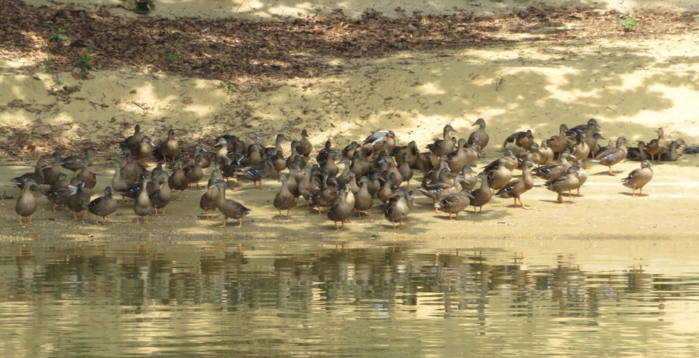 Dozens of ducks on land