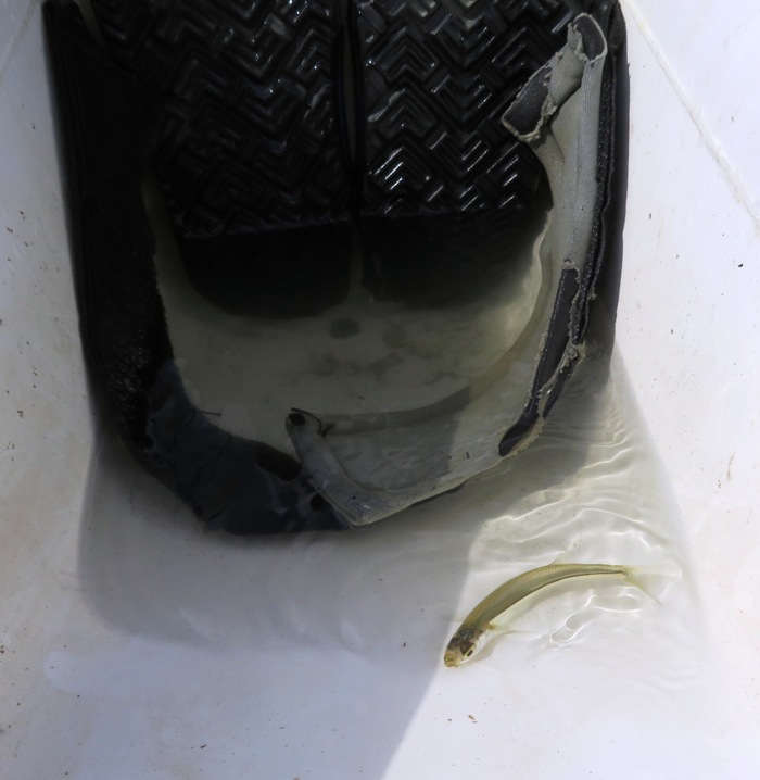 Small fish in the footwell of my kayak