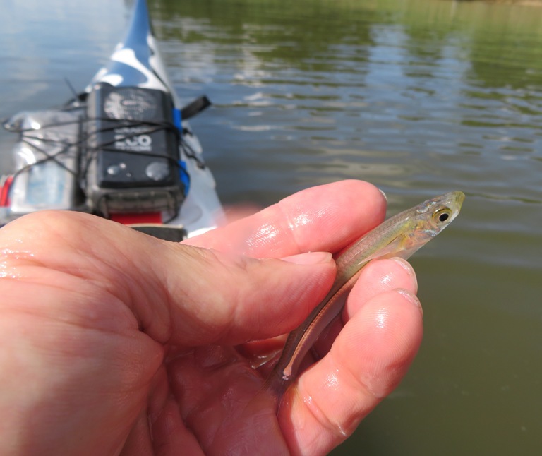 Just before releasing the fish