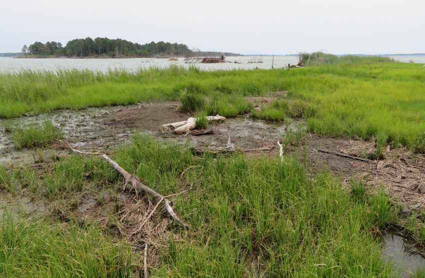 Damp ground and grasses at Pork Chop Island