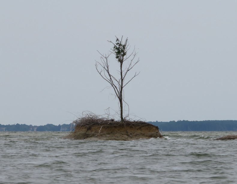 Dying tree on tiny island