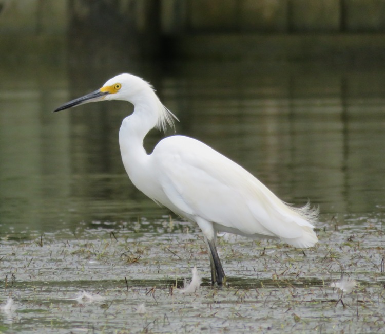 Snowy egret standing in shallow water