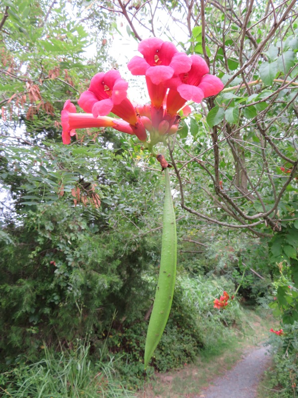 Trumpet vine plant, both flowers and fruit