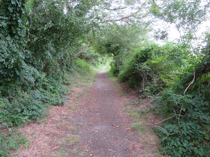 Wooded trail in Bill Burton Fishing Pier State Park