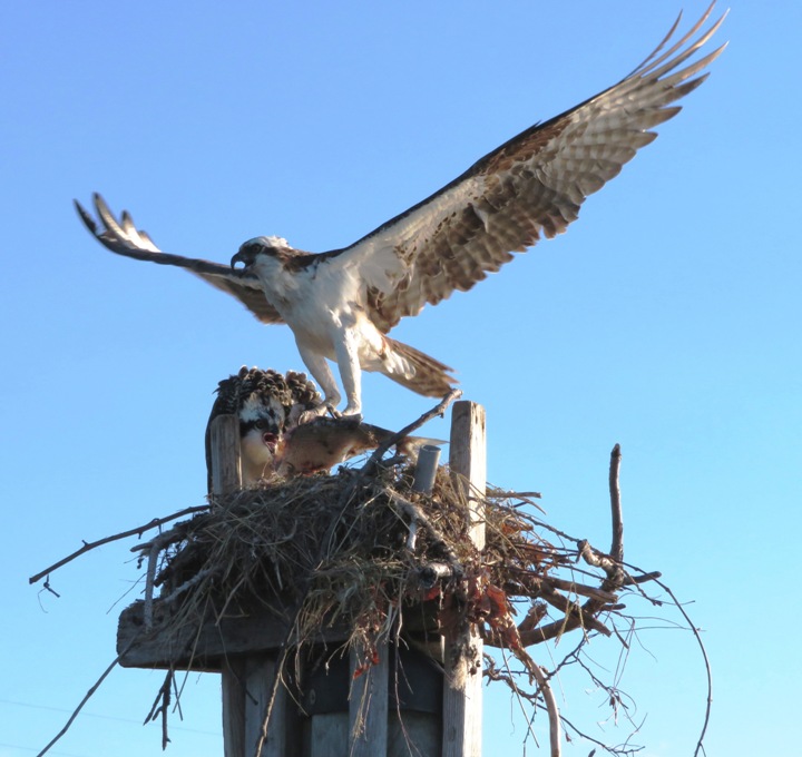 Osprey with spread wings over nest carrying a fish