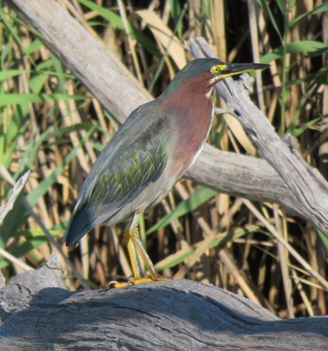 Green heron on log