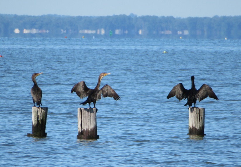 Three cormorants on piles, two with wings spread
