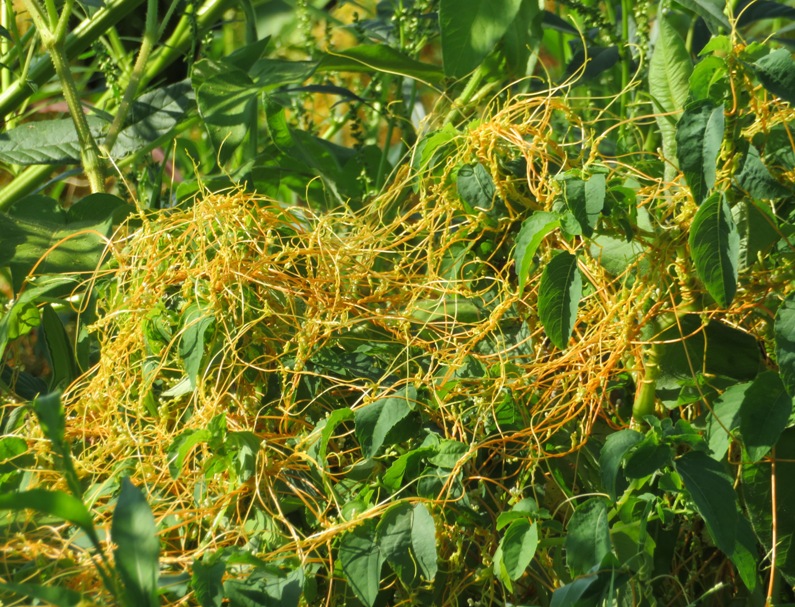 Orange, stringy dodder growing on greenery