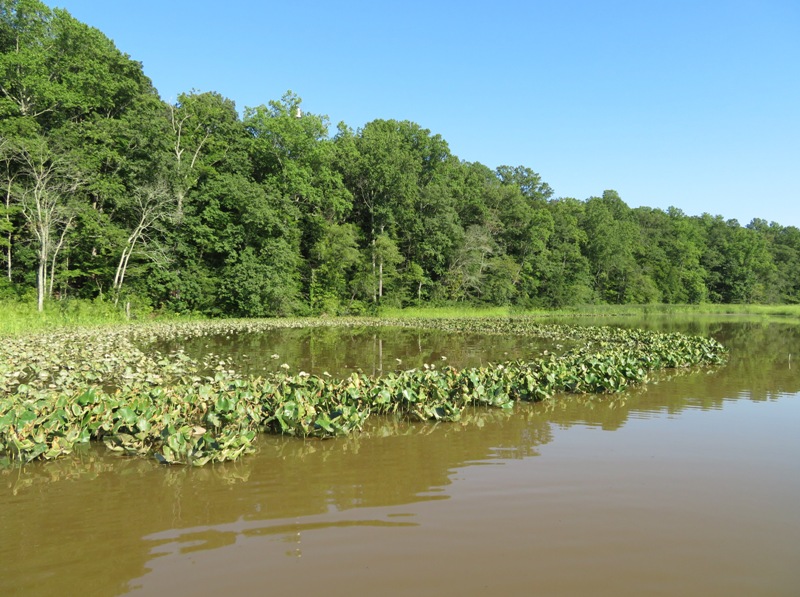 Atoll-shaped area created by spatterdock