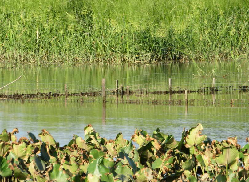 Low metal fence submerged and sticking out of the water