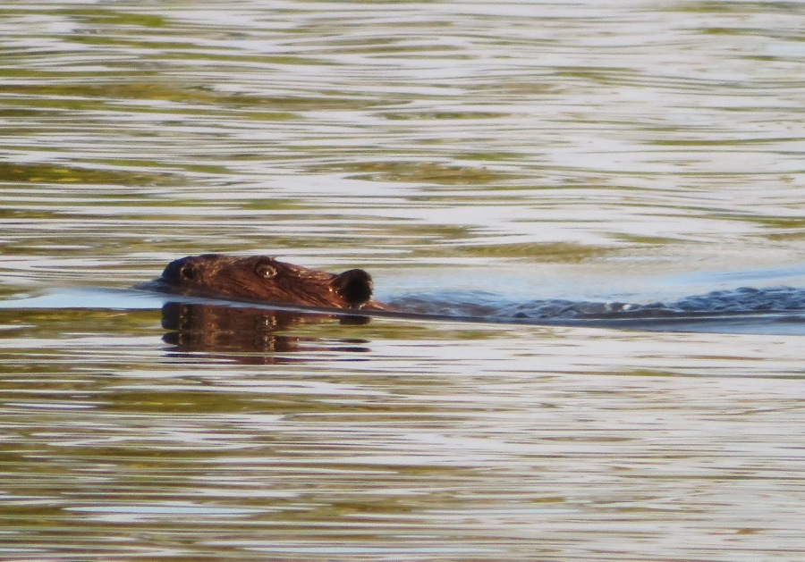 Beaver swimming