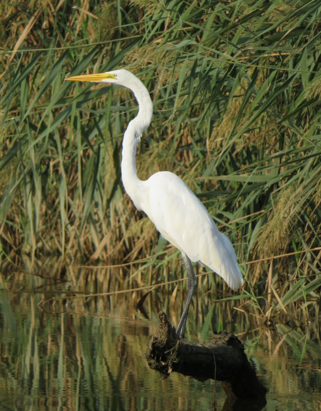 Great egret perched on log