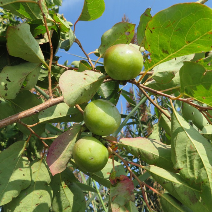 Green persimmon fruit in tree