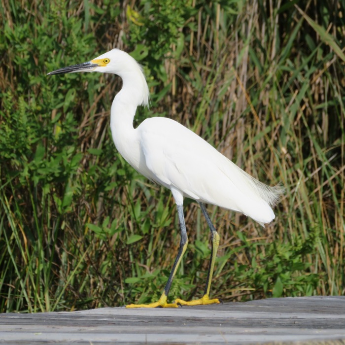 Snowy egret standing on pier