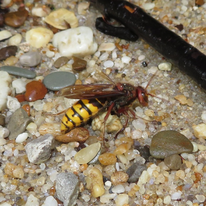 European hornet on the beach