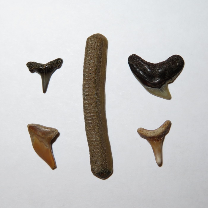 Four shark teeth and piece of ray dental palate
