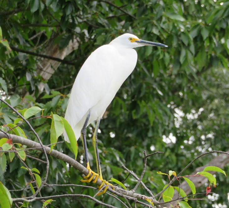Snowy egret in tree
