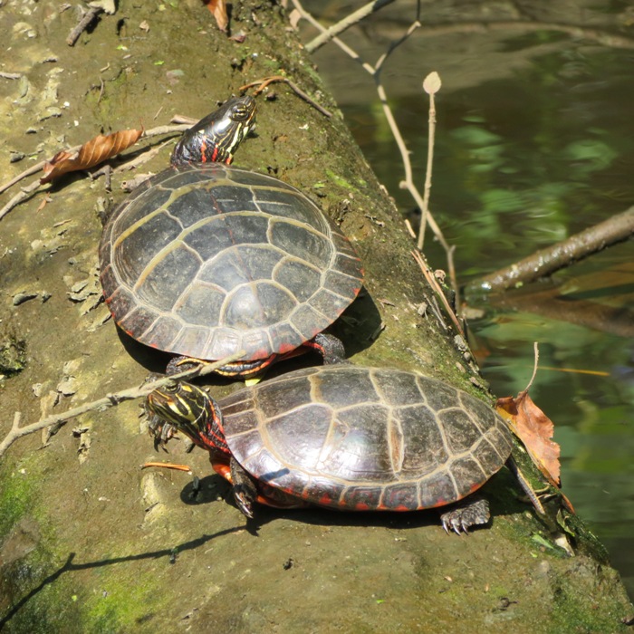 Two eastern painted turtles