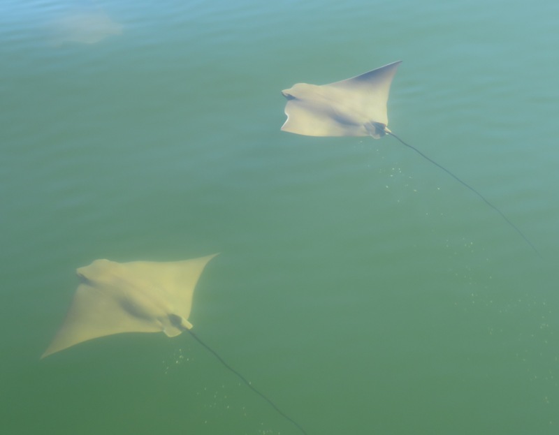 Two cownose rays swimming